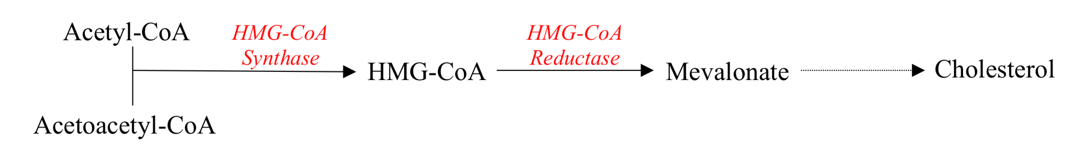 cholesterol synthesis