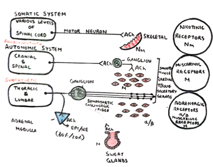 Peripheral nervous system