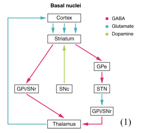 basal ganglia