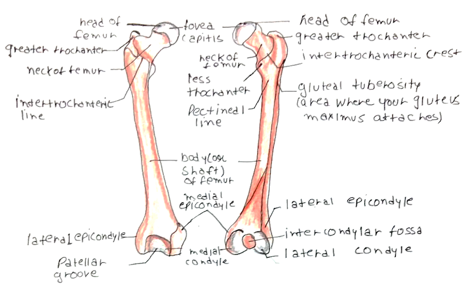 lower limb bones diagram