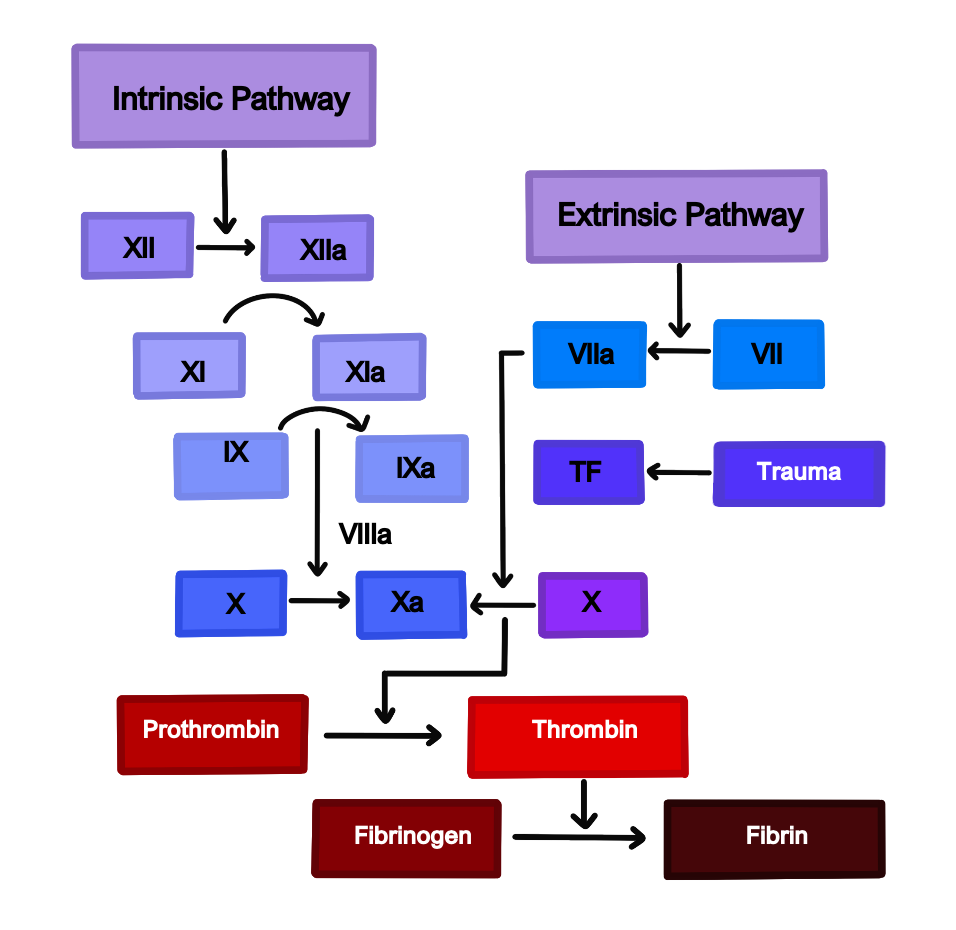 intrinsic and extrinsic pathway