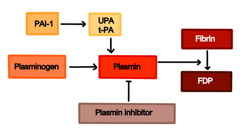 intrinsic and extrinsic pathway