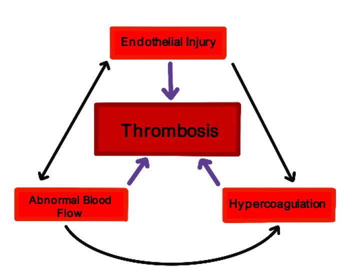 intrinsic and extrinsic pathway